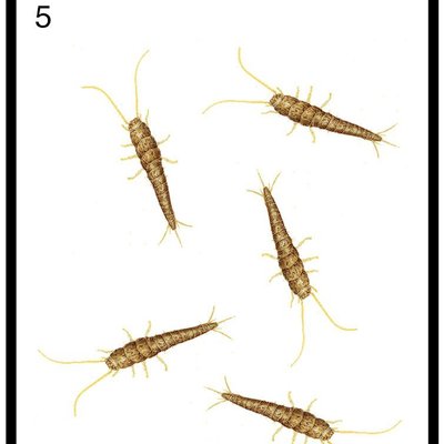 Sherbie vs The Silverfish