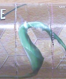 Eglantine et les fourmis