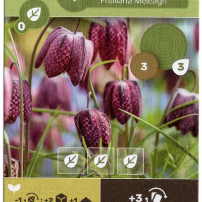 Earth: Checkered Lily Promo Card