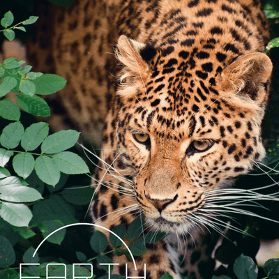 Earth: Animal Kingdom