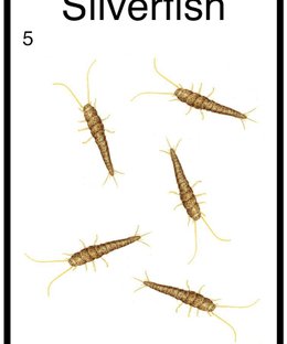 Sherbie vs The Silverfish