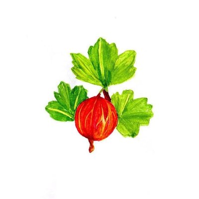 Gooseberry