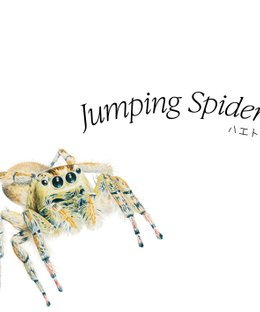 ハエトリ(Jumping Spiders)
