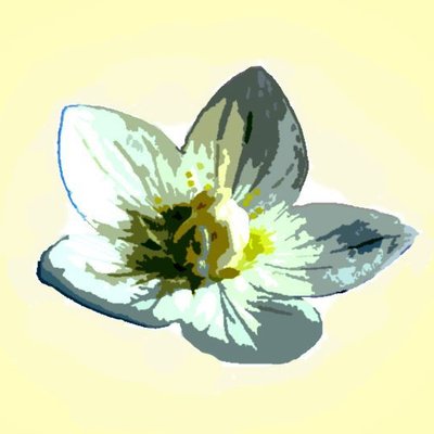 The Grass of Parnassus
