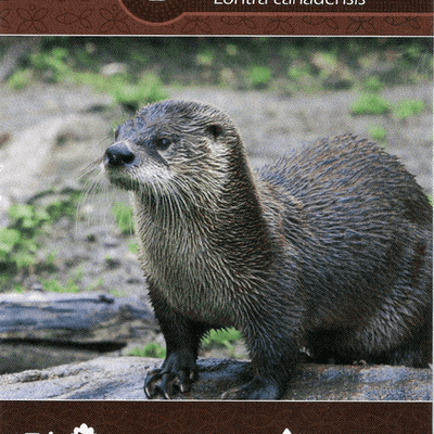 Earth: River Otter/Turtles Promo Card