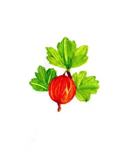 Gooseberry