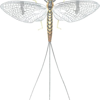 カゲロウ (Mayfly)