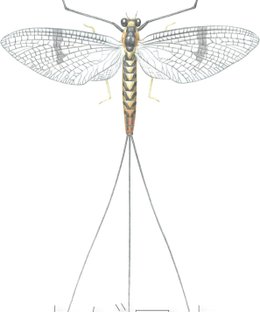 カゲロウ (Mayfly)