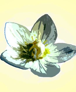 The Grass of Parnassus