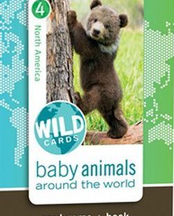 Wild Cards: Baby Animals Around the World