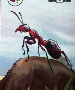 Safari Photo: Ants Promo Cards