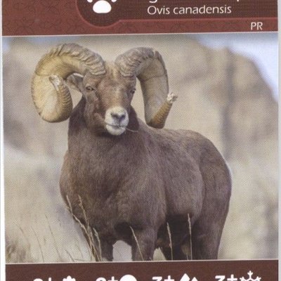 Earth: Bighorn Sheep/Rocky Mountain Elk Promo Card