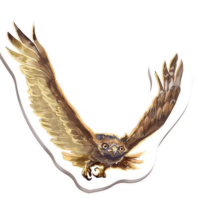 Redwood: The Majestic Bird of Prey