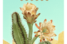 Now on Tabletopia: Verdant Arizona